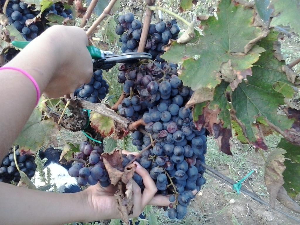 Agriturismo La Valle Degli Ulivi Semproniano Екстериор снимка